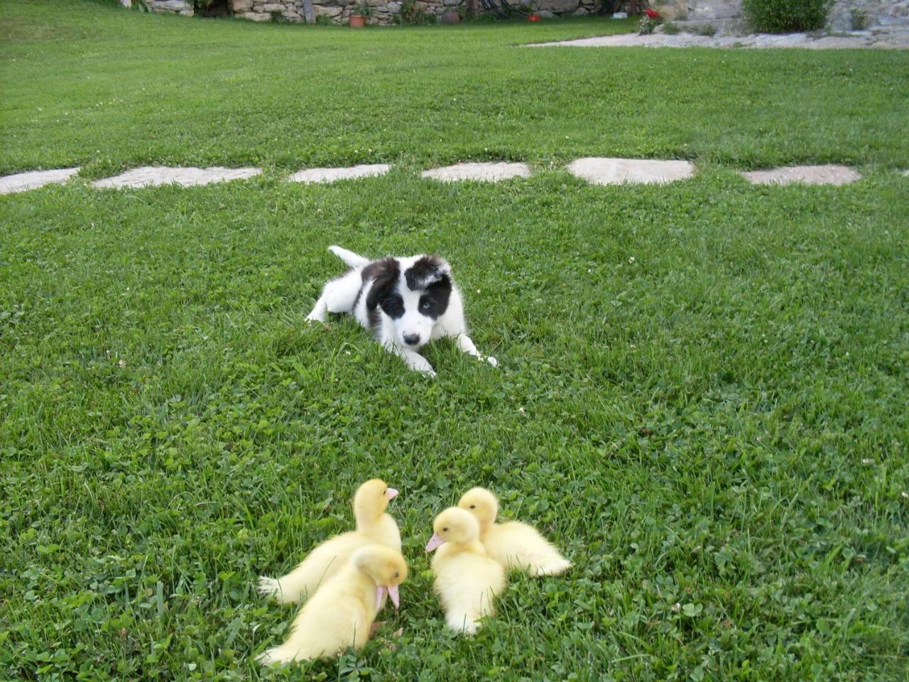 Can Gallo Llanars Esterno foto